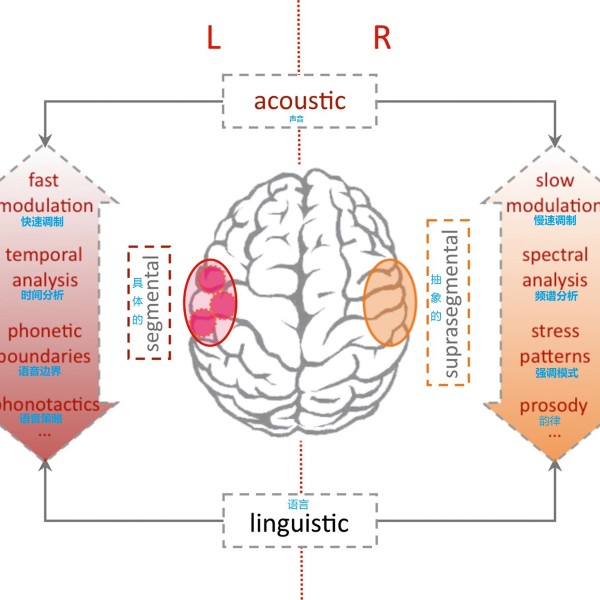 左右大脑对声音的处理不同.jfif